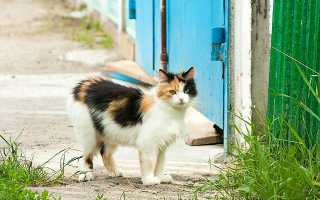 Можно ли давать молоко кошке после стерилизации. Чем кормить кошку после стерилизации в домашних условиях