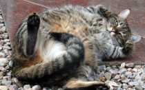 Что значит если кошка катается на спине. Почему кошки катаются по полу? Джорж Николс, почему кошка переворачивается на спину и царапает нас