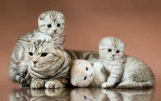 Сколько котят рожает кошка первый раз?