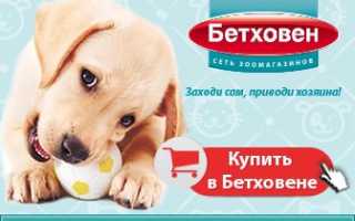 Почему кошка не ест: разбираемся в причинах