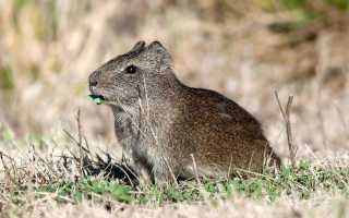 Морские свинки в естественной среде обитания