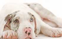 Кошка съела мишуру. Что делать?