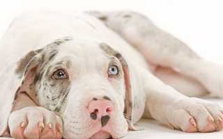 Кошка съела мишуру. Что делать?