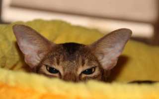 Почему кошки и коты гадят в постель