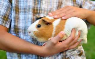 Моя морская свинка чересчур пуглива и боится идти на руки. Можно помочь?