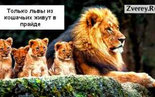 Лев: описание, характеристики и поведение