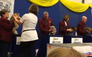 Как называется наука, изучающая кошек? Специалист по домашним кошкам: как называется и чем занимается Как называются люди изучающие кошек.