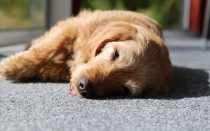 Собака падает в обморок. Что делать?