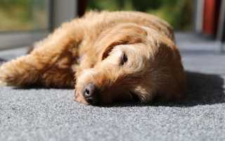 Собака падает в обморок. Что делать?