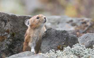 Кто милее всех на свете: самые симпатичные и трогательные дикие животные