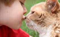 Может ли человек заразить кошку лишаем