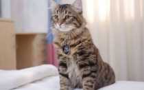 Когда и чем можно мыть кота после кастрации