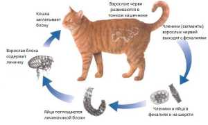 Диронет Спот-он капли на холку для котят 3 пипетки
