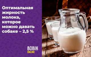 Можно ли собаке давать молоко?