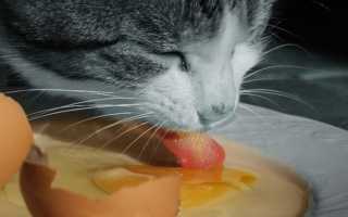 Кошачьи яйца фото