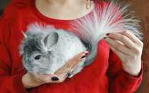 Как вычесывать шиншиллу расческой, уход за шерстью