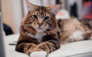 Как правильно выбрать котёнка Мейн-кун