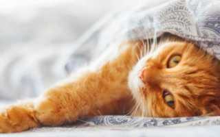 Можно ли кастрировать кота в 8 месяцев. Кастрировать ли кота? Совет ветеринаров: кастрировать или нет домашнего кота. Как ухаживать за питомцем после операции