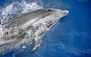 Как спит дельфин: интересные факты и фото. Загадка дыхания дельфинов Как дышит дельфин