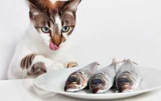 Можно ли кормить кота сырыми продуктами