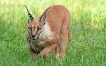 Кошка рысь – порода, кошка похожая на рысь с кисточками на ушах