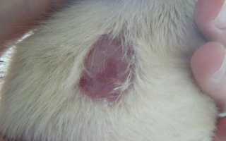 Лечение Microsporum canis у кошек