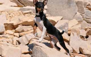 Как стать хорошим хозяином рэт-терьеру (терьеру-крысолову). Часть 1.