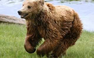 Полярные медведи развивают скорость…