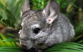 Что за зверёк — шиншилла? Немного википедии.