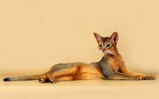 Чем кормить абиссинскую кошку: 5 лучших кормов + натуральное питание