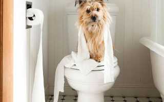 Понос у йорка: причины, симптомы и лечение