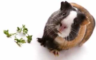 Уход за слабыми детенышами морских свинок