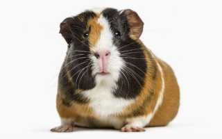Морские свинки — Какую породу выбрать?