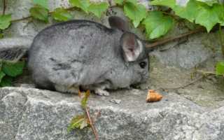 Шиншилла в вашем доме…