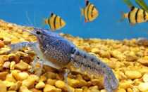 Мраморный рак: размножение, содержание