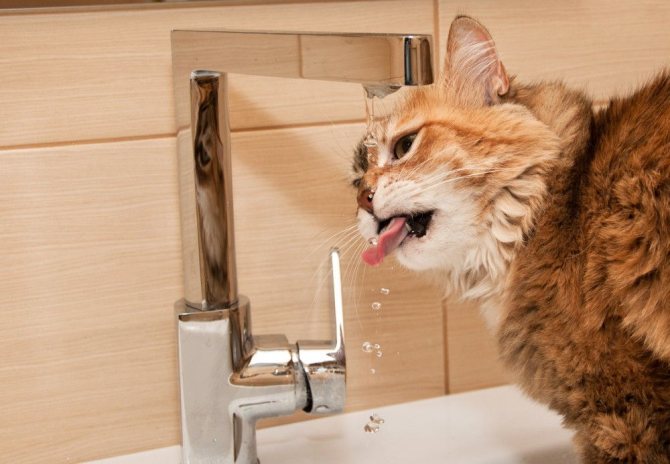 3 причины почему кот не пьет воду - последствия