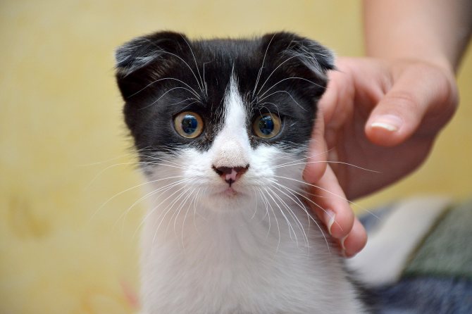 ак подстричь кота в домашних условиях
