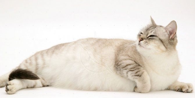 Беременная кошка