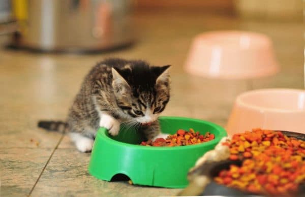 Чем кормить котёнка в 1.5 месяца. Особенности питания, продукты и рекомендации