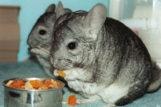 чем кормить шиншиллу в домашних условиях