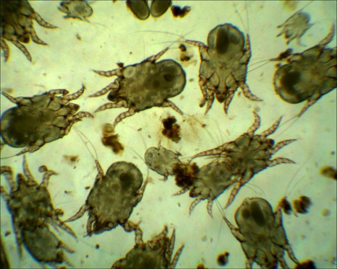 Что делать если отодектоз у кошек лечение современными методами