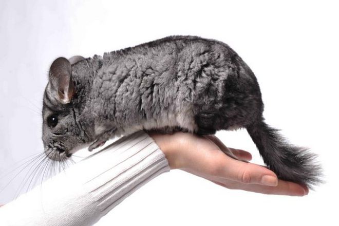 дрессировка шиншилл в домашних условиях