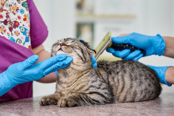 Если подстричь кошку через сколько она обрастет
