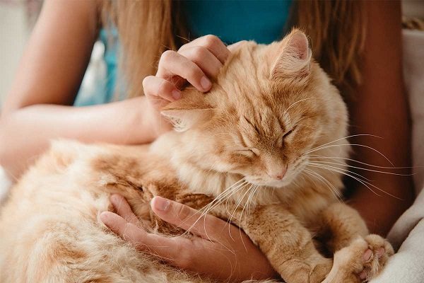 Если подстричь кошку через сколько она обрастет