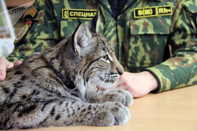 Феня во время беседы не раз подходил к своему другу и проявлял знаки внимания: садился рядом, терся о руки и бодался