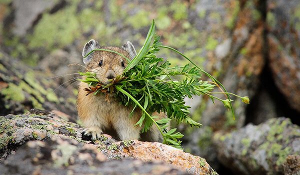 Фото: Грызун пищуха
