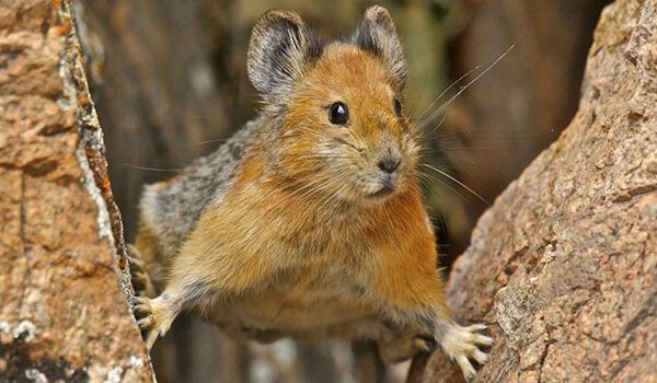 Фото: Как выглядит пищуха