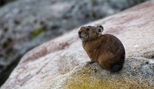 Фото: Как выглядит пищуха