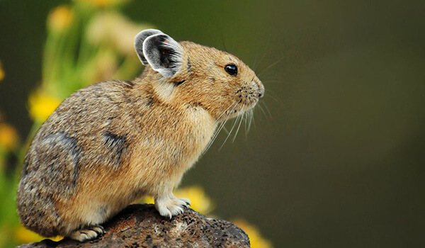 Фото: Пищуха в России