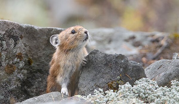 Фото: Пищуха